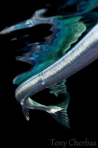 Serpentine: Needle Fish Tail and Reflection by Tony Cherbas 